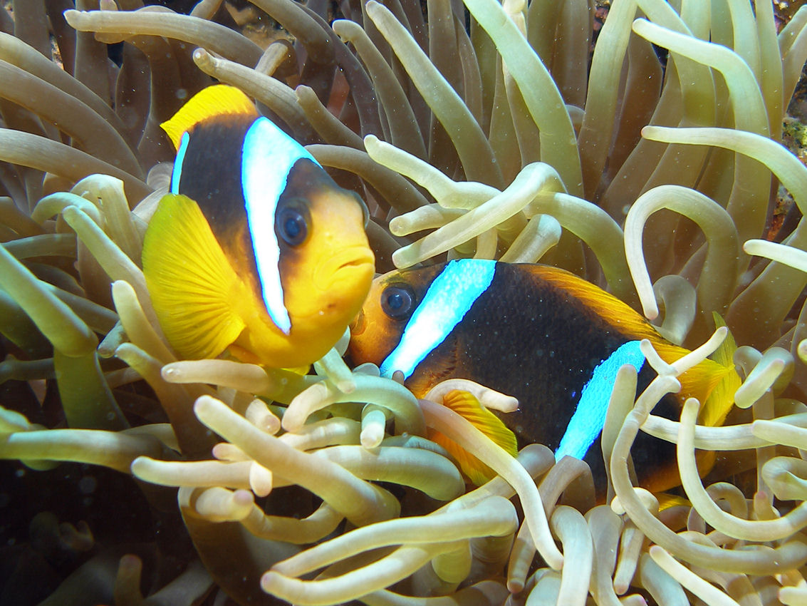 Amphipron bicinctus (Pesce pagliaccio bifasciato)